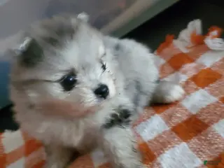 Pomeranian dogs Pomeranian Puppy 2 - Ad 23