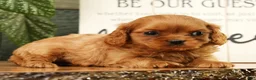Cavapoo dogs for sale: Buzz - Ad 5