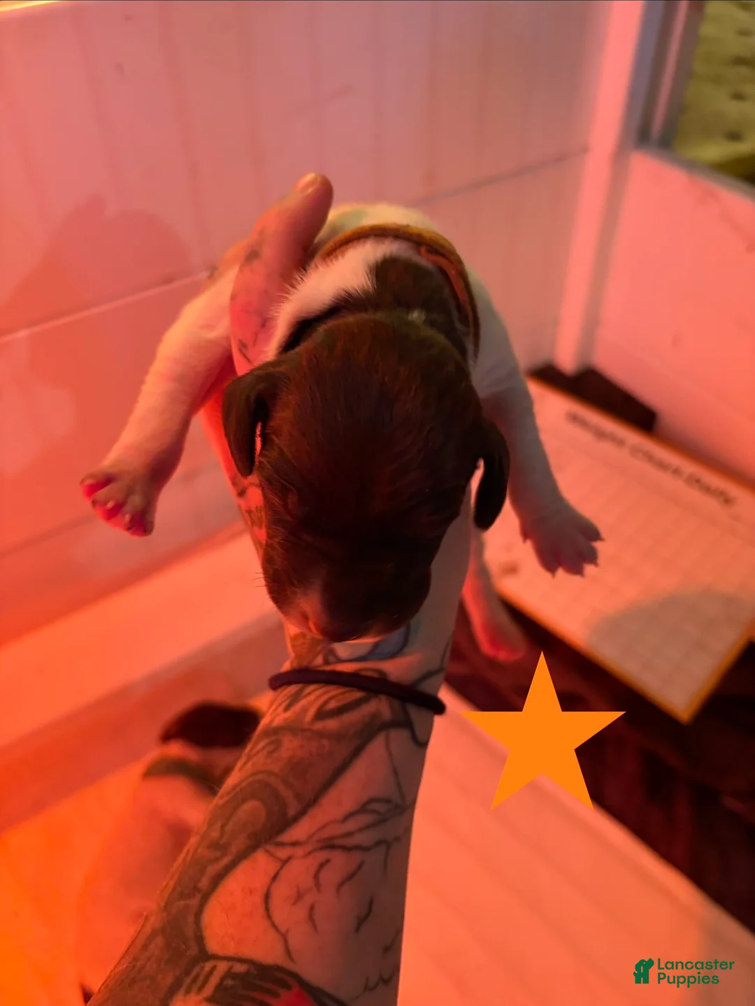 German Shorthaired Pointer dogs for sale: Chippy - Ad 2