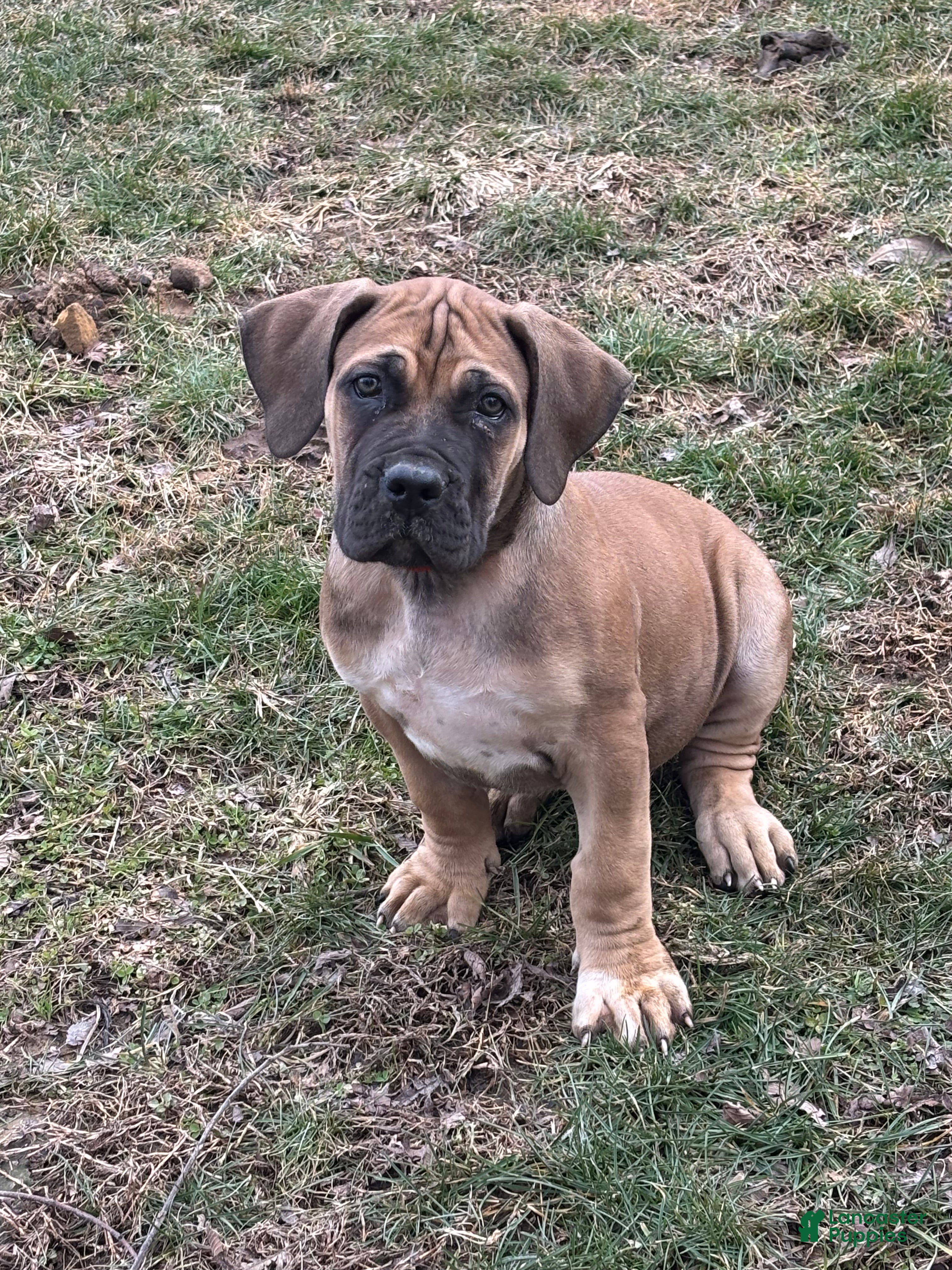 South African Boerboels dogs South African Boerboels Puppy 2 - Ad 4