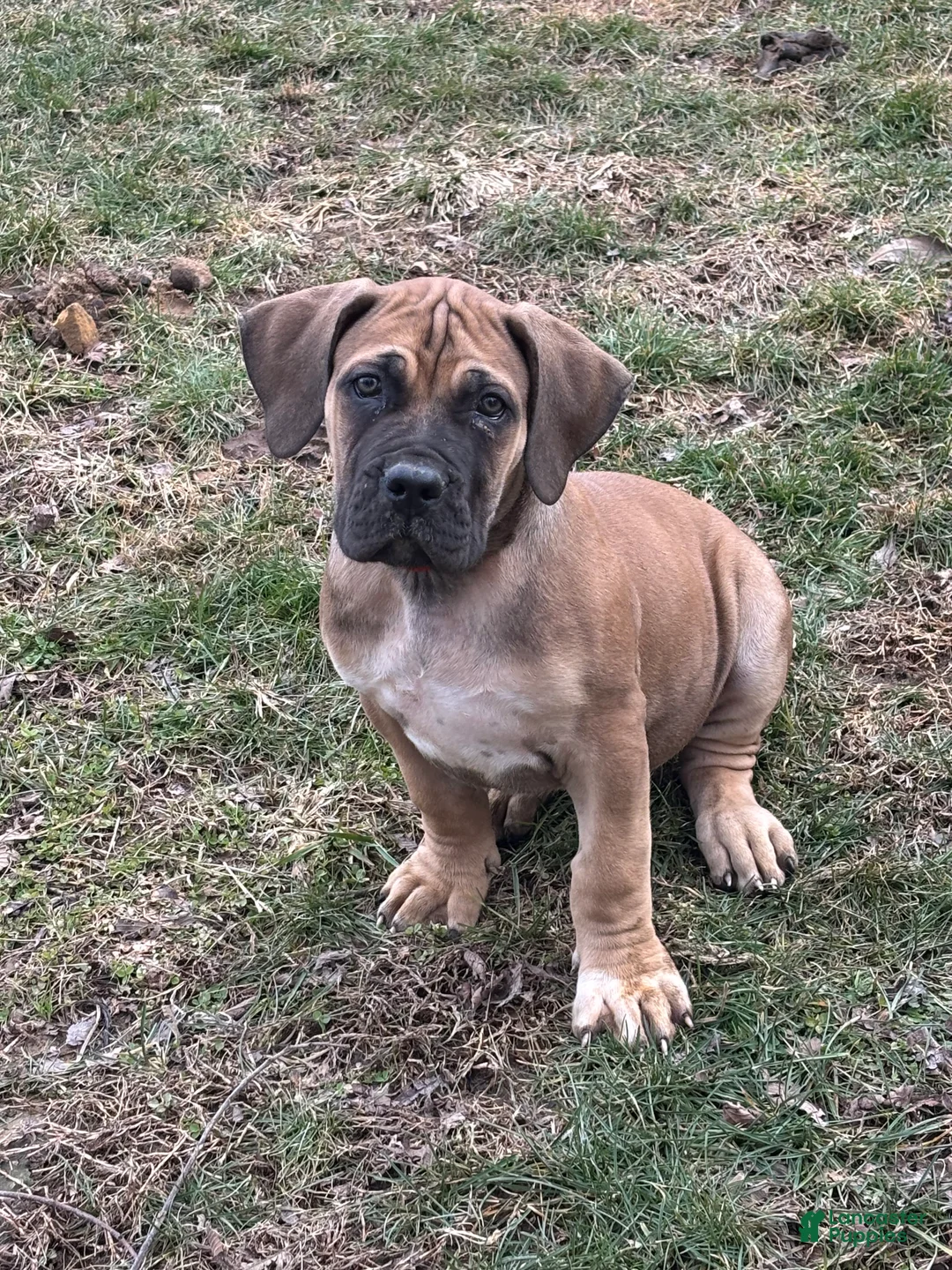 South African Boerboels dogs for sale: South African Boerboels Puppy 2 - Ad 1