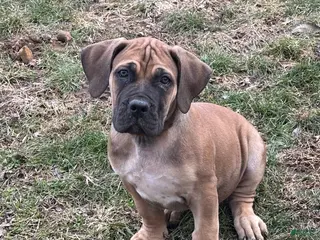 South African Boerboels dogs South African Boerboels Puppy 2 - Ad 4
