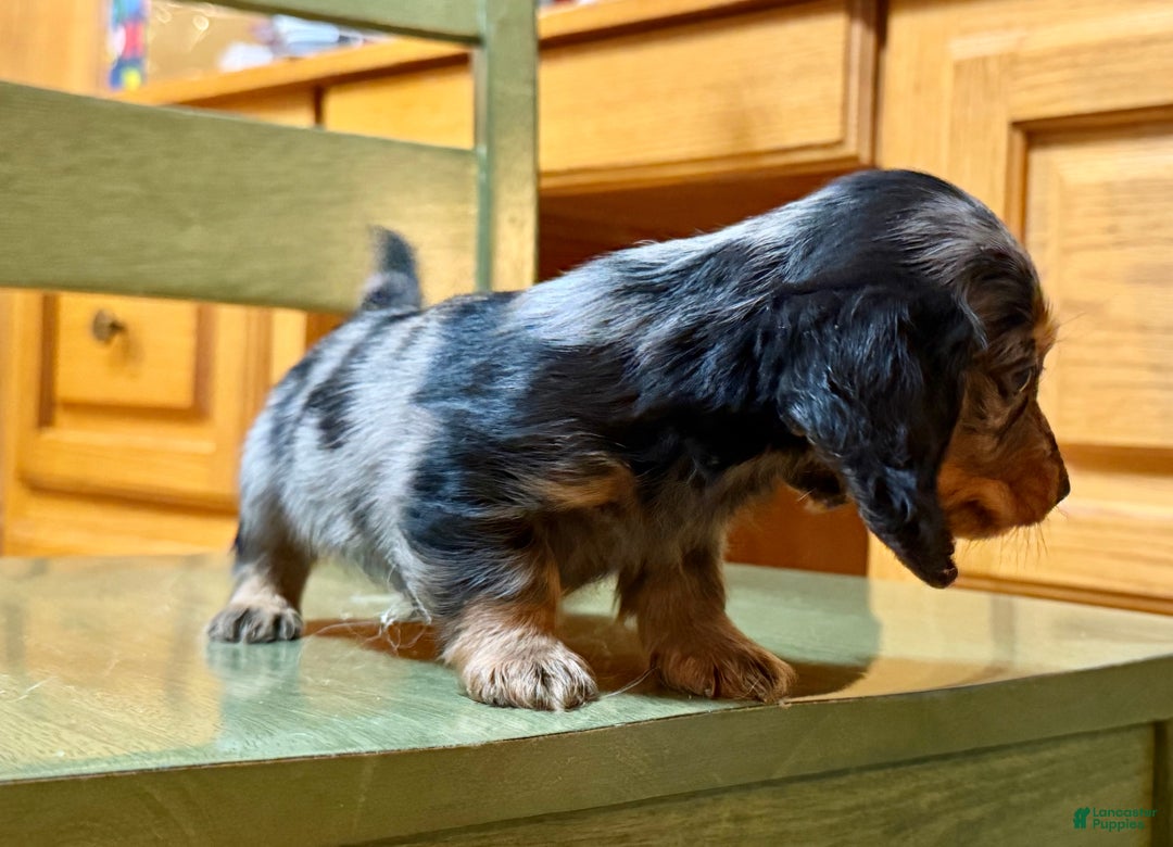 Dachshund dogs for sale: Standard black and tan dapple - Ad 11