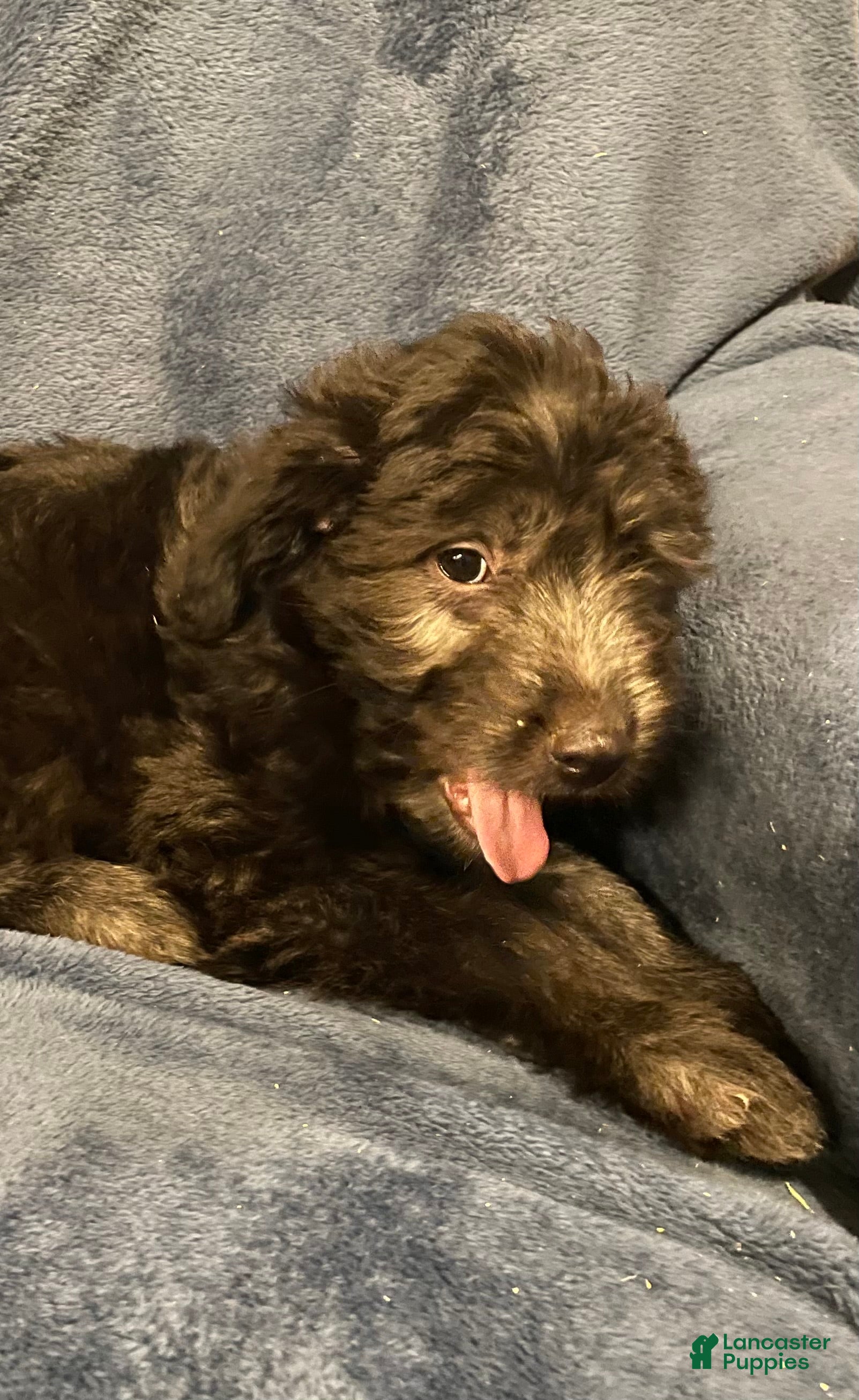 Mixed Breed dogs Hazel - Ad 32