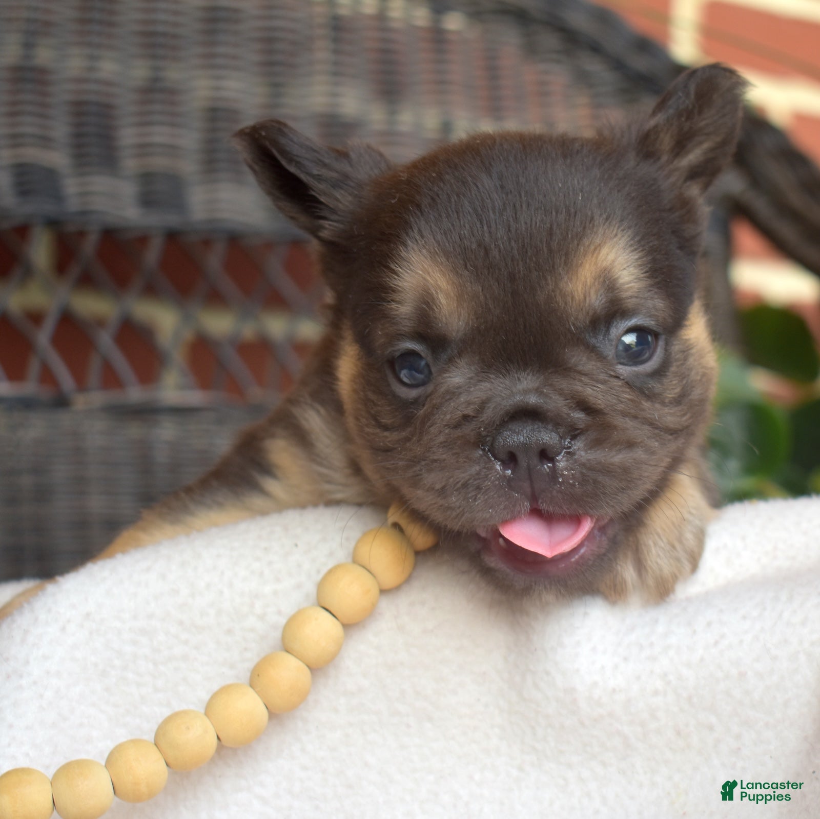 French Bulldog dogs Colby - Ad 1