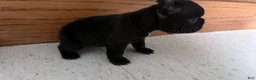 French Bulldog dogs for sale:     Black Frenchie Girl - Ad 2