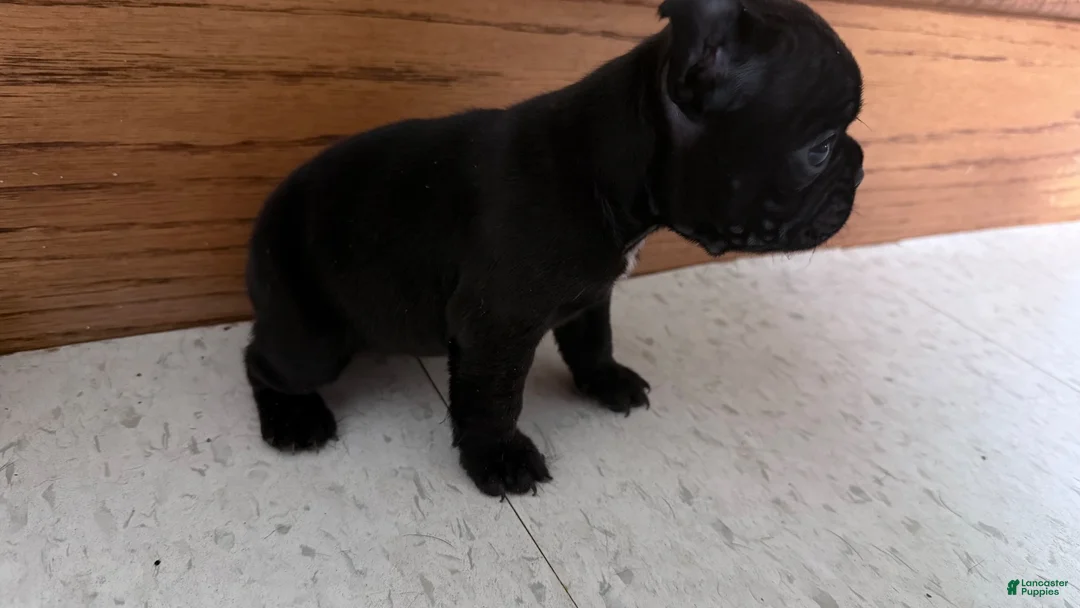 French Bulldog dogs for sale:     Black Frenchie Girl - Ad 2