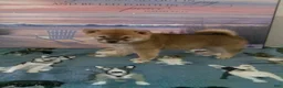 Shiba Inu dogs for sale: Breann - Ad 2