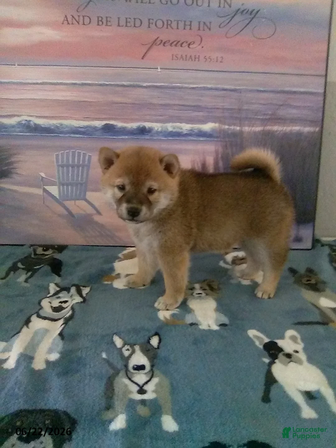 Shiba Inu dogs for sale: Breann - Ad 2