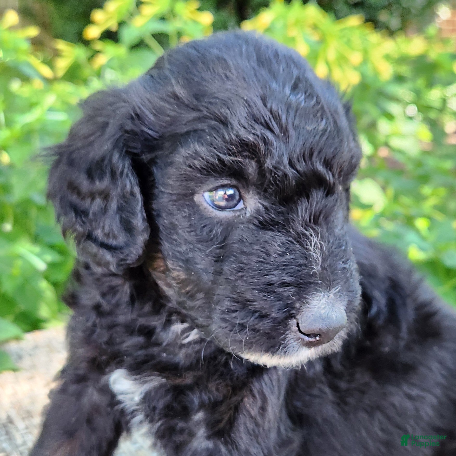 Mini Aussiedoodle dogs Scout - Male - Phantom Tri-Color  - Ad 1