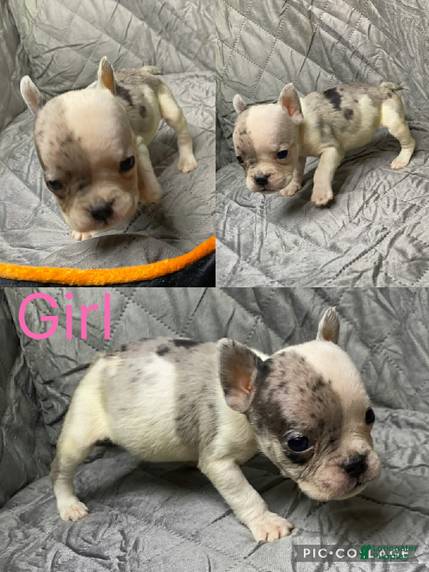 American Bully dogs American Bully Puppy 3 - Ad 35