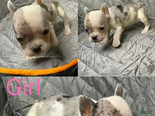 American Bully dogs American Bully Puppy 3 - Ad 35