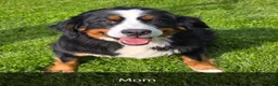 Mini Bernedoodle dogs for sale: Cody - Ad 10