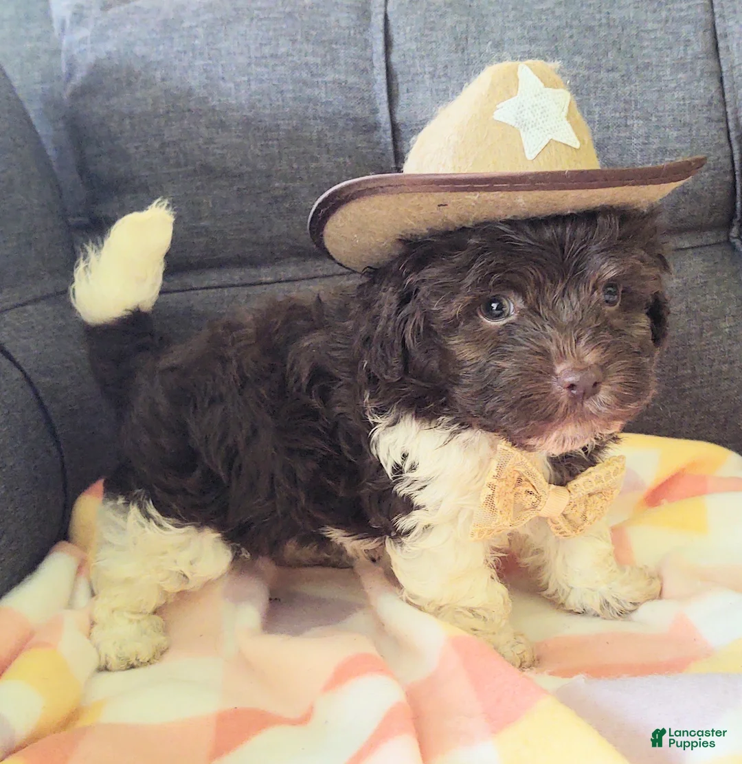Maltipoo dogs for sale: Archie (chocolate)  - Ad 1