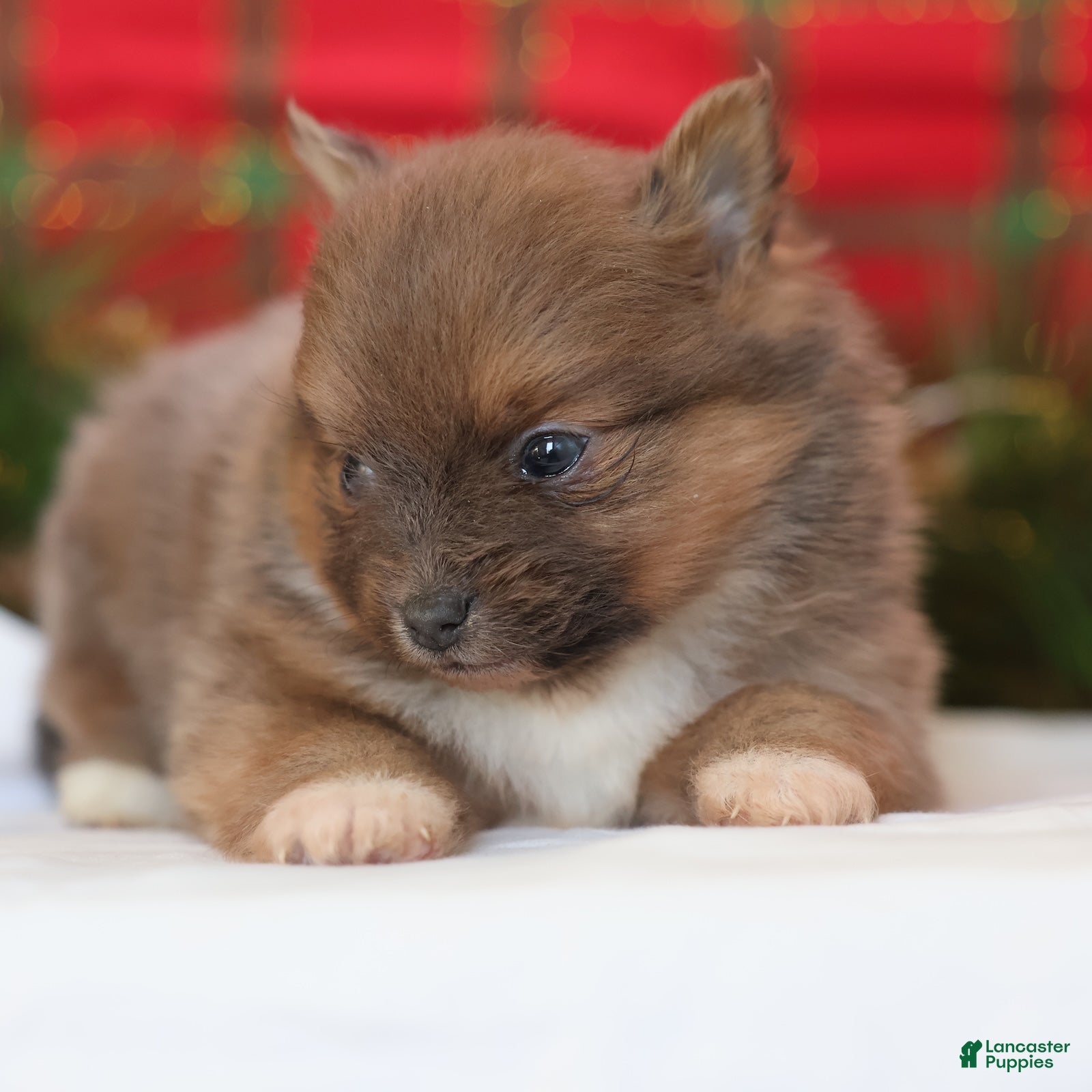 Pomeranian dogs Brownie  - Ad 1