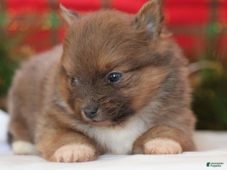 Pomeranian dogs Brownie - Ad 1