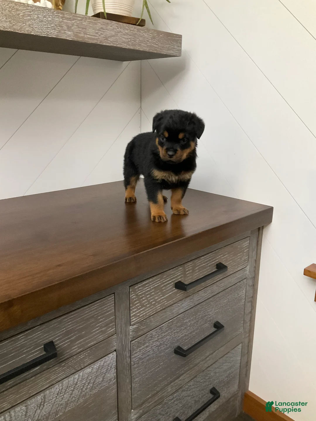Rottweiler dogs for sale: Rottweiler Puppy 1 - Ad 3