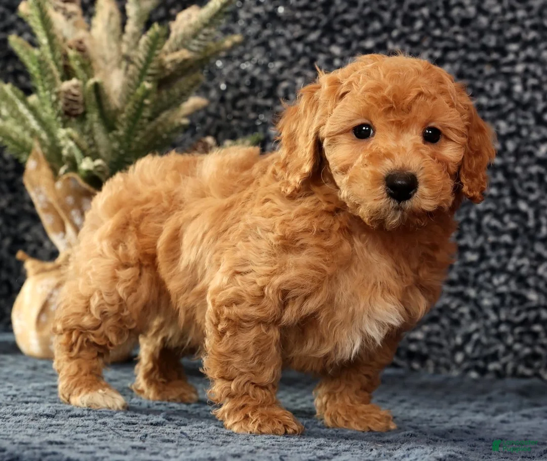 Bichpoo dogs for sale: Flint - Ad 6