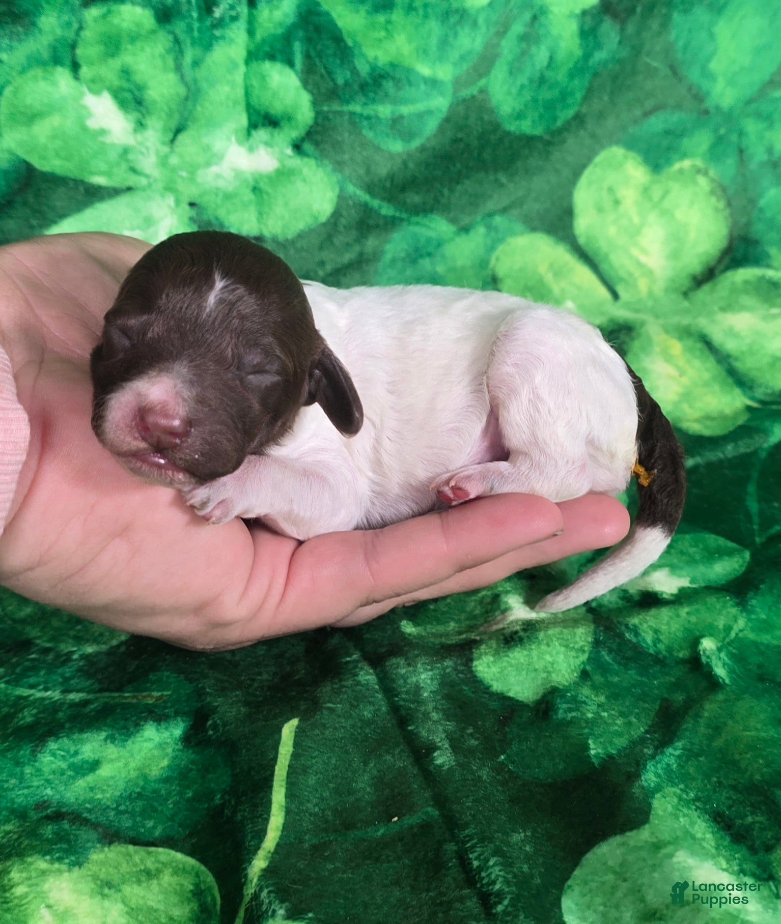 Mini Goldendoodle dogs Chex - Ad 27