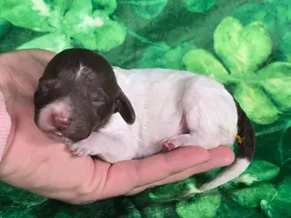 Mini Goldendoodle dogs Chex - Ad 27