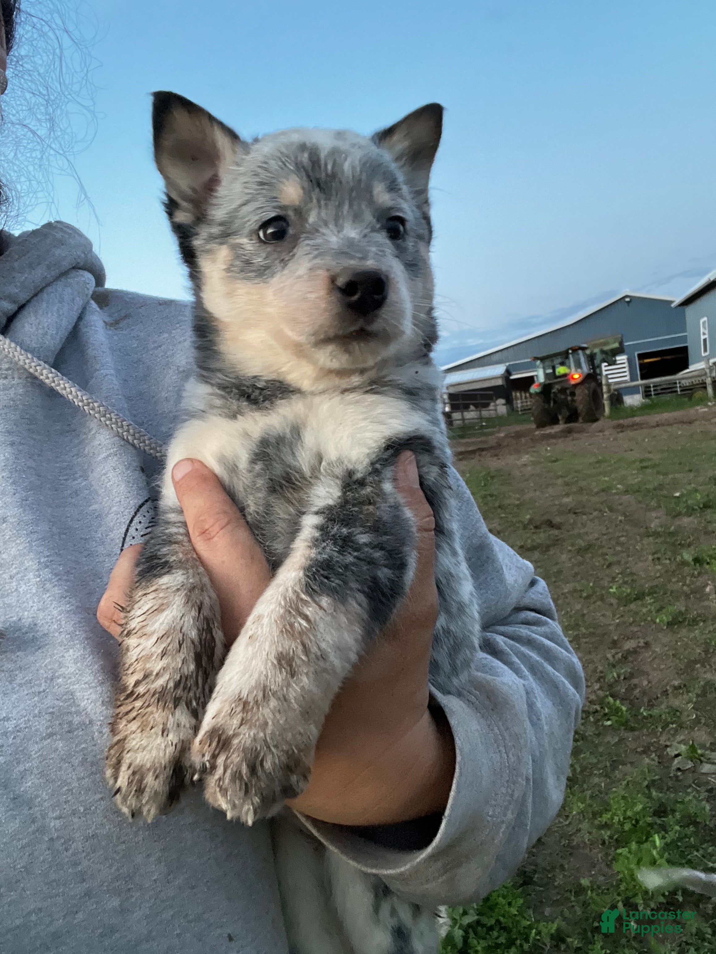 Australian Cattle Dog dogs Kayce - Ad 2