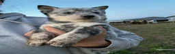 Australian Cattle Dog dogs for sale: Kayce - Ad 2