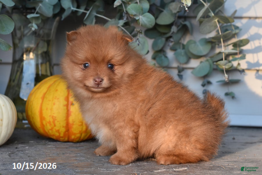 Pomeranian dogs Apples - Ad 2
