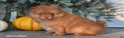 Pomeranian dogs for sale: Apples - Ad 2