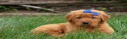 Golden Retriever dogs for sale: Quincy💙 - Ad 3