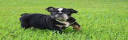 English Bulldog dogs for sale: English Bulldog 1 - Ad 5