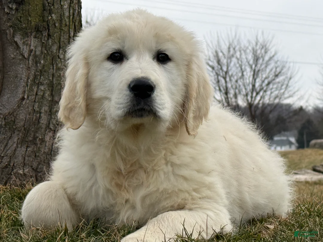 Golden Retriever dogs for sale: Pete - Ad 3