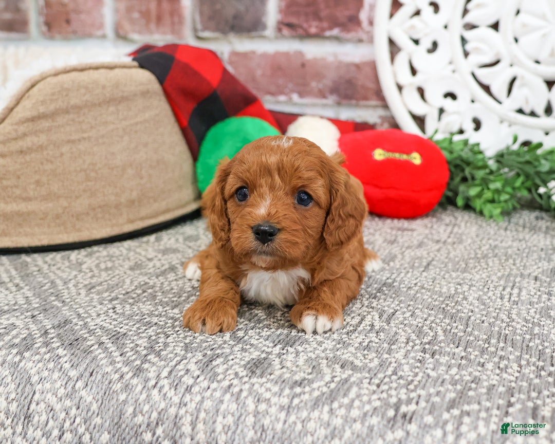 Cavapoo dogs for sale: Baxter - Ad 4