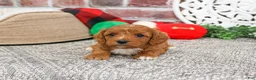 Cavapoo dogs for sale: Baxter - Ad 9