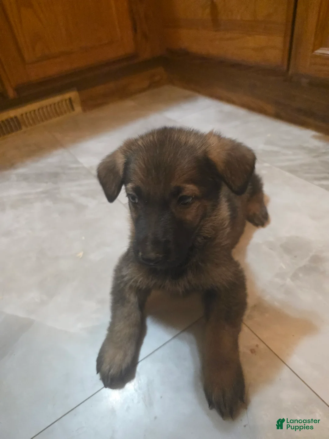 Golden Shepherd dogs for sale: German Shepherd Puppy 3 - Ad 1