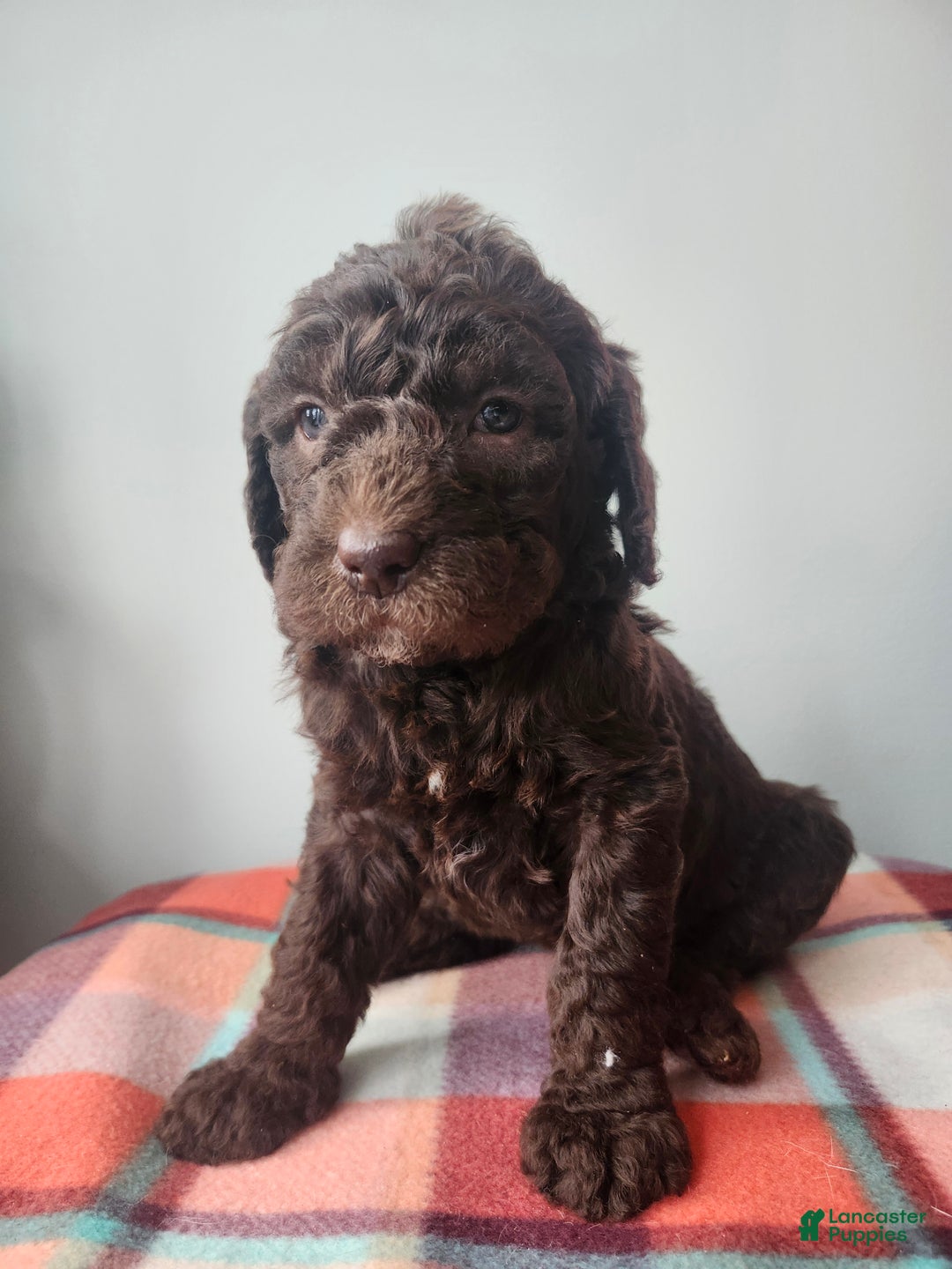 Labradoodle dogs for sale: Ginger - Ad 11
