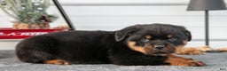 Rottweiler dogs for sale: Hudson - Ad 2
