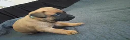 Mixed Breed dogs for sale: Mixed Breed 1 - Ad 13