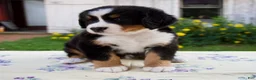 Bernese Mountain Dog dogs for sale: Samantha - Ad 7