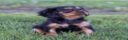 Cavalier King Charles Spaniel dogs for sale: Spanky - Ad 1