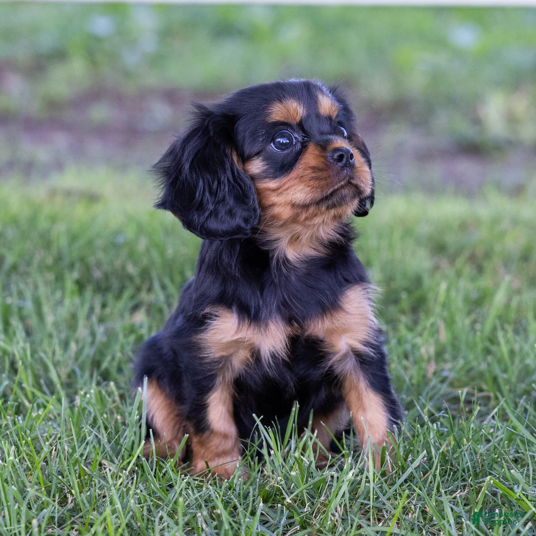 Cavalier King Charles Spaniel dogs for sale: Spanky - Ad 1