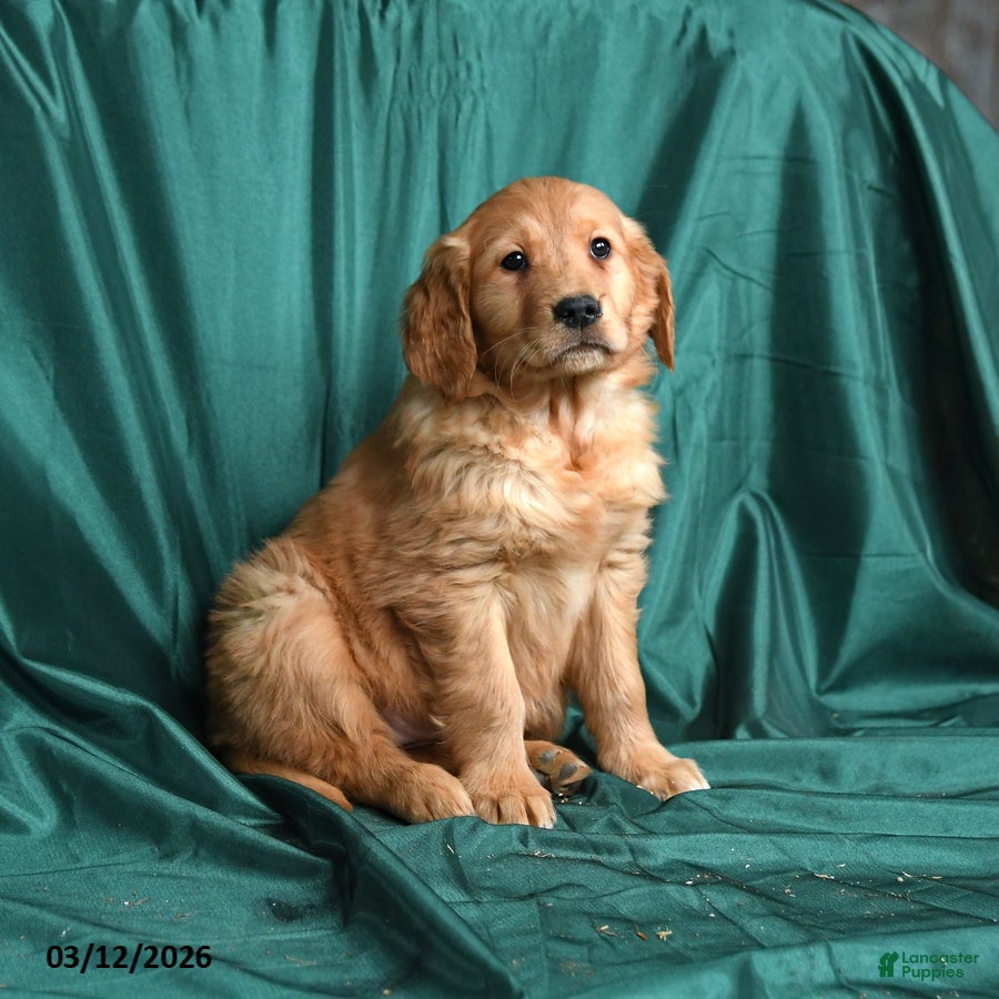 Golden Retriever dogs Sera - Ad 2
