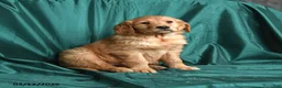 Golden Retriever dogs for sale: Sera - Ad 2