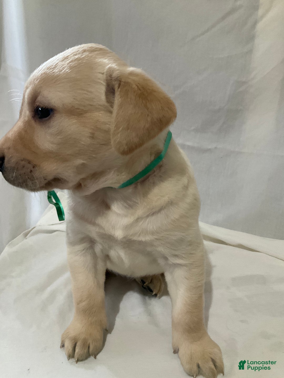Labrador Retriever dogs for sale: Abby - Ad 6