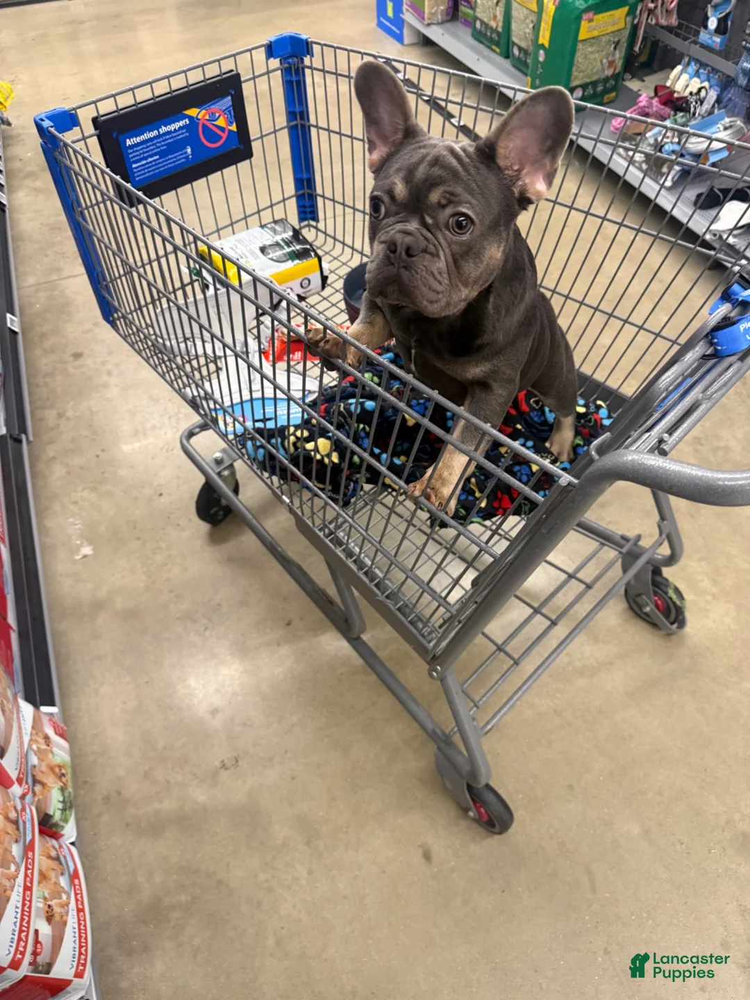 French Bulldog dogs for sale: Bruno - Ad 2