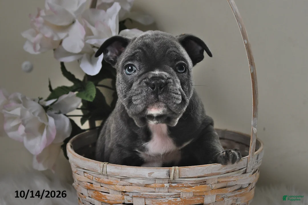 Frenchton dogs for sale: Benny - Ad 2