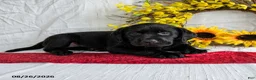 Labrador Retriever dogs for sale: Kaseko - Ad 4