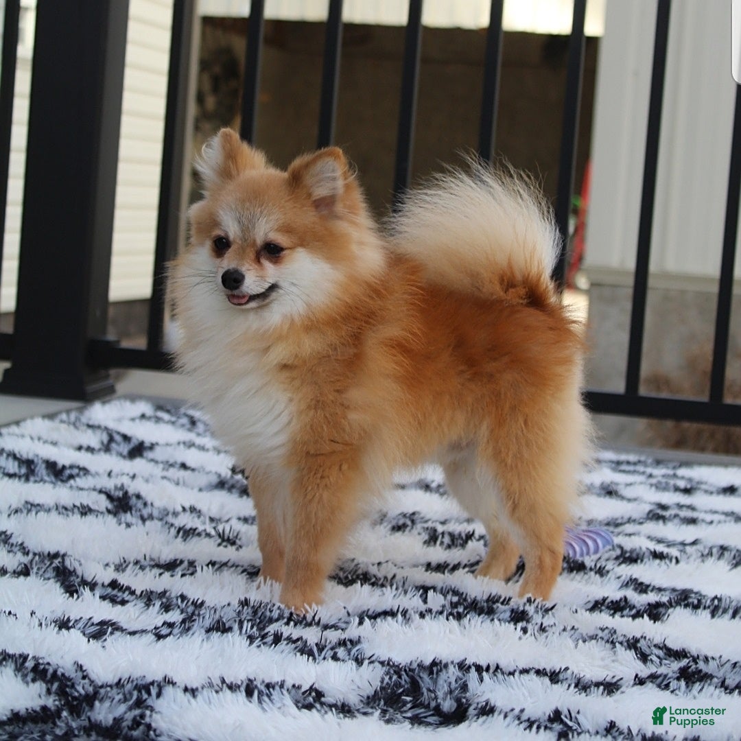 Pomeranian dogs for sale: Allie - Ad 16