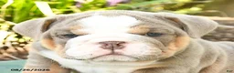 English Bulldog dogs for sale: Samson - Ad 4