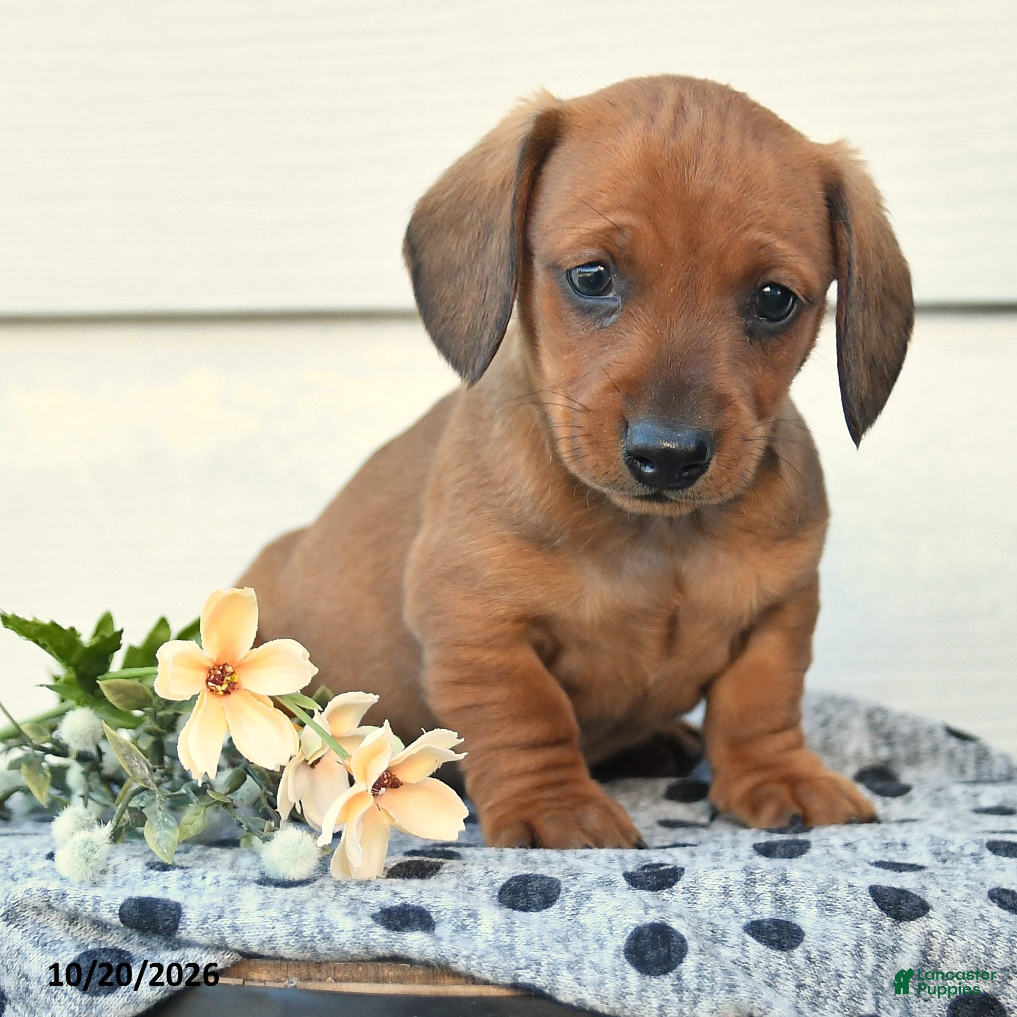 Miniature Dachshund dogs for sale: Domino - Ad 2