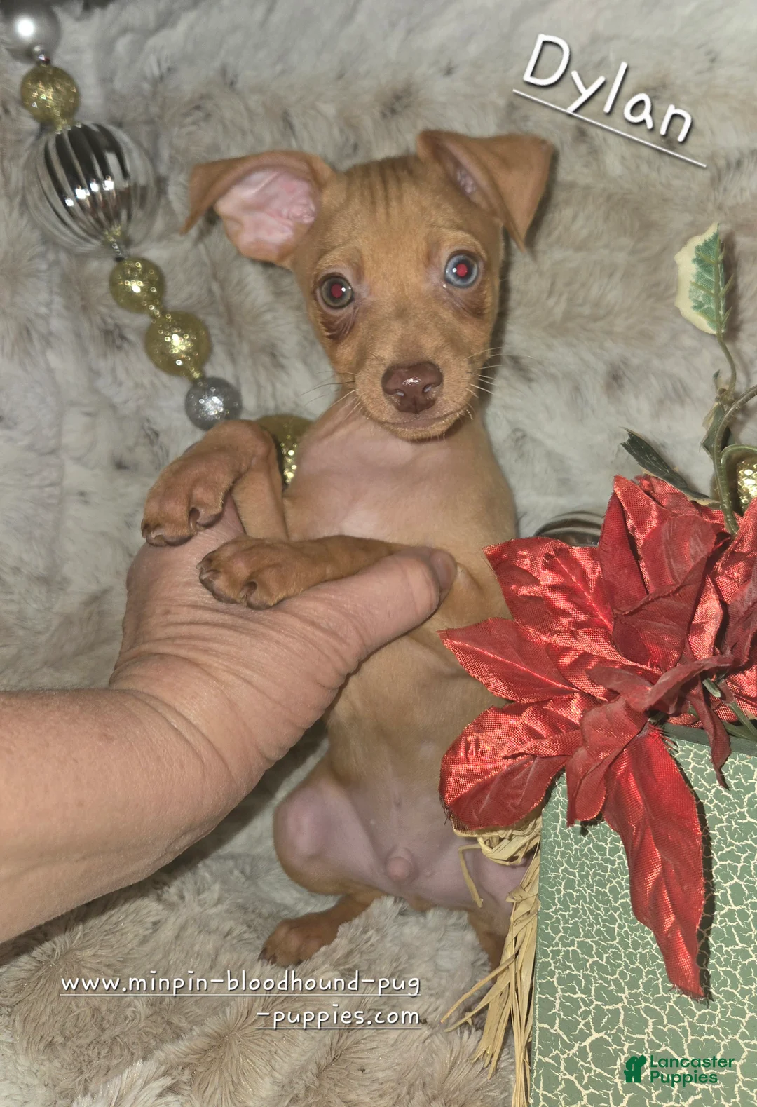 Miniature Pinscher dogs for sale: Dylan, stag chocolate merle - Ad 2